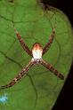 Argiope_keyserlingi_F0580_Z_75_Carnavon_Australie