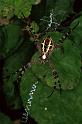 Argiope_keyserlingi_F0817_Z_82_Giru_Australie