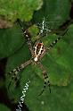 Argiope_keyserlingi_F0818_Z_82_Giru_Australie