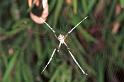 Argiope_keyserlingi_RF0163_Z_78_Brisbane-Oakey_Australie