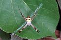 Argiope_keyserlingi_RF0264_Z_78_Collinsville_Australie