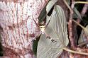 Argiope_keyserlingi_RF0265_Z_82_Collinsville_Australie