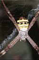 Argiope_keyserlingi_RF0340_Z_82_Giru_Australie