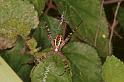 Argiope_keyserlingi_RF0518_Z_85_Daintree-Giru_Australie