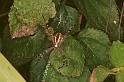 Argiope_keyserlingi_RF0519_Z_80_Daintree-Giru_Australie