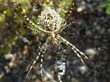 Argiope_lobata_D3793_Z_85_-_-