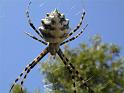 Argiope_lobata_D3794_Z_85_-_-