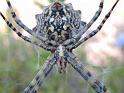 Argiope_lobata_D3795_Z_80_-_-
