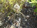Argiope_lobata_D3796_Z_75_-_-