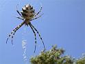 Argiope_lobata_D3797_Z_85_-_-