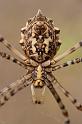 Argiope_lobata_D5901_Z_85_Tenerife_Spanje