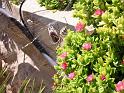 Argiope_lobata_F1795_Z_80_-_Malta