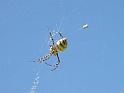 Argiope_lobata_F1796_Z_85_-_Malta