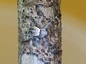Argiope_lugubris_D6886_Z_88_Brisbane_Australie