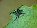 Argiope_ocyaloides_D6273_Z_88_Brisbane_Australie