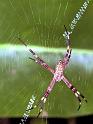 Argiope_ocyaloides_F1766_Z_87_Katherine_Australie