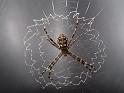 Argiope_ocyaloides_F2012_Z_88_-_Australie