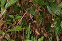 Argiope_picta_D5320_Z_89_Daintree-Cookstown_Australie
