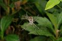 Argiope_picta_D5321_Z_91_Daintree-Cookstown_Australie