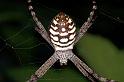 Argiope_picta_D5325_Z_90_Daintree-Cookstown_Australie