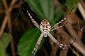 Argiope_picta_D5328_Z_88_Daintree-Cookstown_Australie