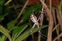 Argiope_picta_D5329_Z_90_Daintree-Cookstown_Australie