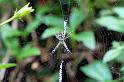 Argiope_picta_D5332_Z_90_Daintree-Cookstown_Australie