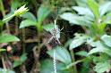 Argiope_picta_D5333_Z_88_Daintree-Cookstown_Australie
