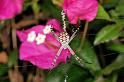 Argiope_picta_D5335_Z_91_Daintree-Cookstown_Australie