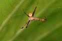 Argiope_picta_D5392_Z_88_Giru_Australie