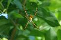 Argiope_picta_D5474_Z_90_Giru_Australie