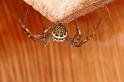 Argiope_picta_D8093_Z_88_Brisbane_Australie