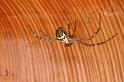 Argiope_picta_D8094_Z_88_Brisbane_Australie