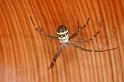 Argiope_picta_D8095_Z_89_Brisbane_Australie
