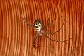 Argiope_picta_D8096_Z_90_Brisbane_Australie