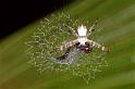 Argiope_picta_F0577_Z_76_Carnavon_Australie
