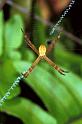 Argiope_picta_F0666_Z_77_Giru_Australie