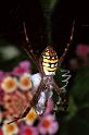Argiope_picta_F0877_Z_93_Giru_Australie