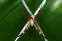Argiope_picta_RF0461_O_80_Daintree-Giru_Australie