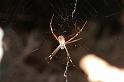 Argiope_protensa_D3333_Z_75_Corrigin_Australie