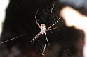 Argiope_protensa_D3334_Z_85_Corrigin_Australie