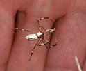 Argiope_protensa_D3335_Z_85_Corrigin_Australie