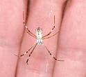 Argiope_protensa_D3336_Z_85_Corrigin_Australie