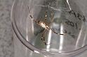 Argiope_protensa_D3373_Z_78_Widgiemooltha_Australie