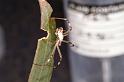 Argiope_protensa_D3374_Z_78_Widgiemooltha_Australie