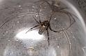 Argiope_protensa_D3375_Z_78_Widgiemooltha_Australie
