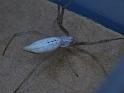 Argiope_protensa_D6457_Z_88_Brisbane_Australie