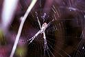Argiope_radon_F1855_Z_75_Litchfield_Australie