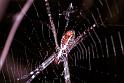 Argiope_radon_F1857_Z_77_Litchfield_Australie