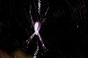 Argiope_radon_F1860_Z_75_Litchfield_Australie